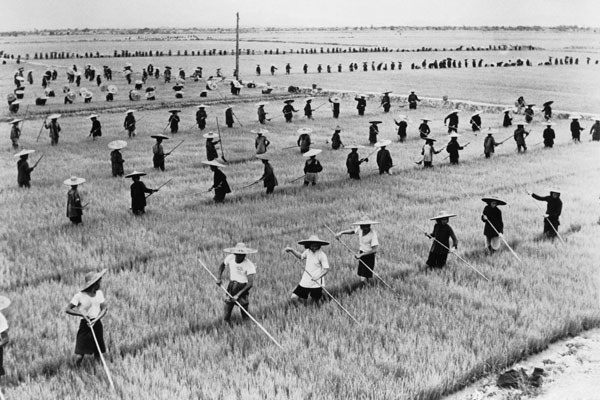 Rice farmers during the Great Leap Forward, a policy that caused famine rather than economic development