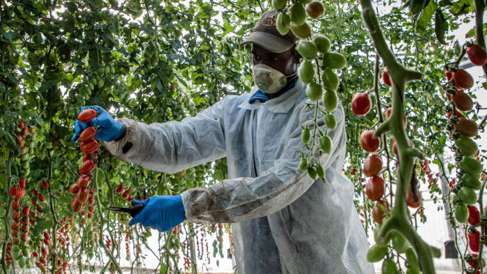 A migrant worker, wearing a protective face mask and gloves, collects ripe cherry tomatoes inside a greenhouse at the Hortalisses Pi farm in Girona, Spain, on Friday, April 24, 2020. From Huelva to Hamburg and Newcastle to Naples, Europe's farmers are struggling to find people to bring in rapidly ripening fruits and vegetables, which frequently must be hand-picked, usually within a window of just a few days. Photographer: Angel Garcia/Bloomberg