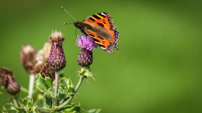 A Butterfly and the Scottish Thistle