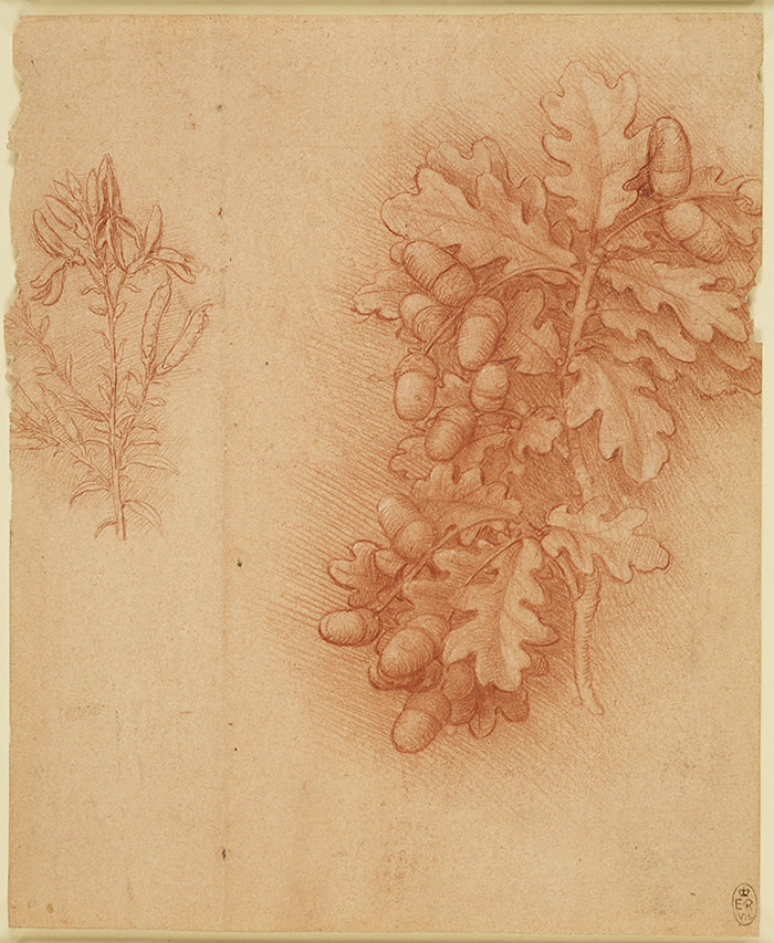 Leonardo da Vinci, Oak (Quercus robur) and dyer's greenweed (Genista tinctoria), c.1505√¢¬Ä¬ì10 <br/> <br/>Royal Collection Trust/(c) Her Majesty Queen Elizabeth II 2017 <br/> <br/>For single use only in connection with the exhibition 'Charles II: Art & Power' at The Queen's Gallery, Buckingham Palace, 8 December 2017 √¢¬Ä¬ì 13 May 2018. Not to be archived or sold on. <br/>