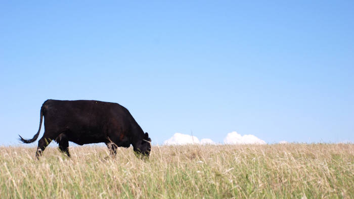 A black angus cow eating grass