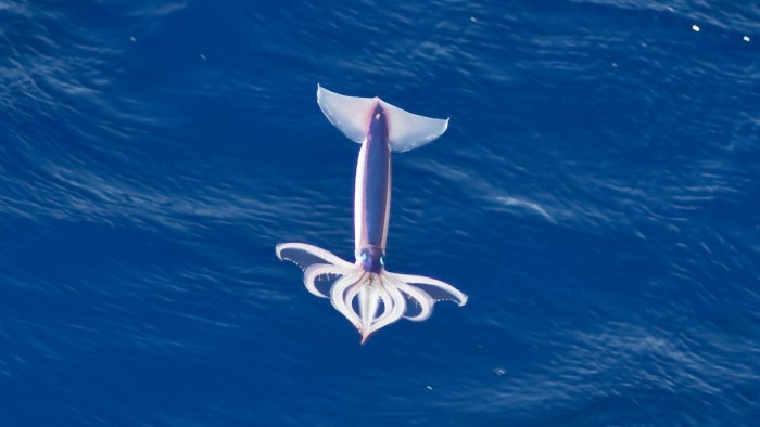F6C8YC Very rare image of a Neon Flying Squid (Ommastrephes bartramii) in mid-air, South Atlantic Ocean, NOT a digital manipulation