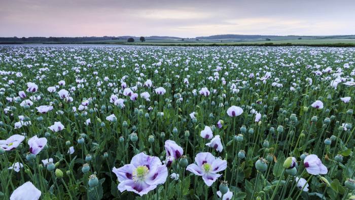 DYDE4T Sunrise over a field of opium poppies near Morden.