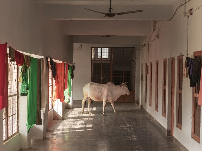 Stray cow roam freely at the head quaters of the right wing Vishwa Hundu Parishad (VHP) in Ayodhya. Cow vigilante violence involving mob attacks in the name of &quot;cow protection&quot; targeting mostly Muslims, has swelled since 2014.