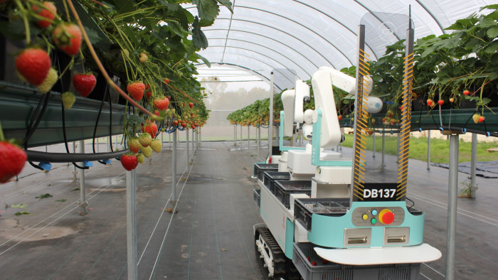 Autonomous strawberry-harvester from Dogtooth Technologies.