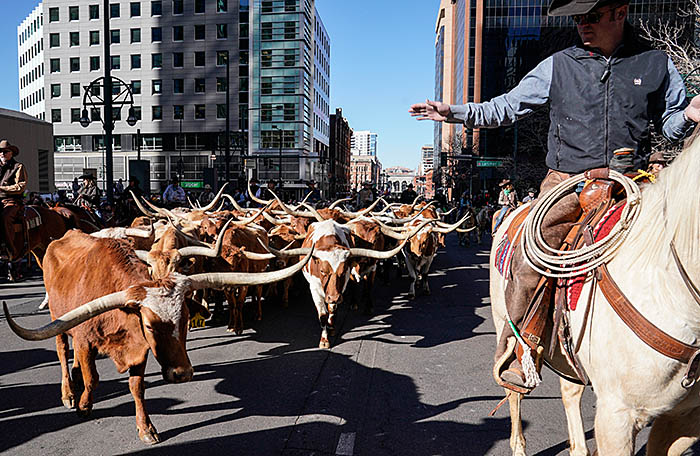 DENVER, CO - JANUARY 04: Longhorn steers are marched through downtown in the National Western Stockshow parade on January 4, 2018 in Denver, Colorado. The parade is the traditional opening to the show now in its 112th year. (Photo by Rick Wilking/Getty Images)