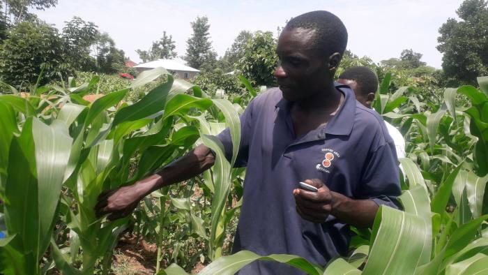 Farmer using Precision Agriculture for Development's SMS platform to assess the level of Fall Armyworm infestation on his field in Western Kenya. Press image