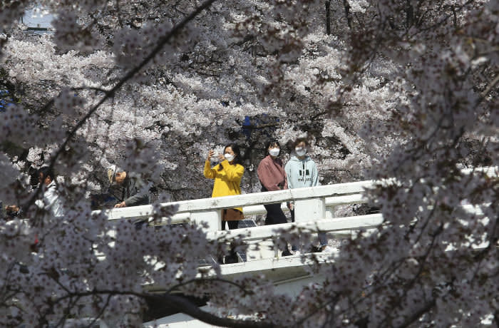 Women wearing face masks to protect against the spread of the new coronavirus watch blooming cherry blossoms at a park in Seoul, South Korea, Monday, April 6, 2020. The new coronavirus causes mild or moderate symptoms for most people, but for some, especially older adults and people with existing health problems, it can cause more severe illness or death. (AP Photo/Ahn Young-joon)