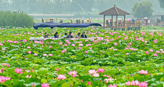 J10G08 Shijiazhuang, Anxin County. 1st Apr, 2017. File photo taken on July 6, 2014 shows tourists in Baiyangdian, one of the largest freshwater wetlands in north China, in Anxin County, north China's Hebei Province. China announced the plan for Xiongan New Area officially on April 1, 2017. The new area will span Xiongxian, Rongcheng and Anxin counties in Hebei Province, eventually covering 2,000 square kilometers. Credit: Zhu Xudong/Xinhua/Alamy Live News