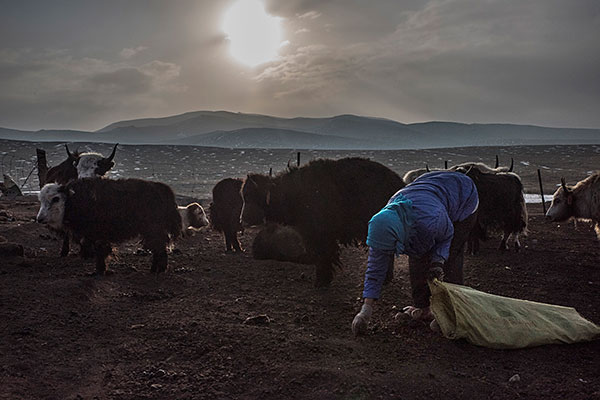 A yak herder in Qinghai province in central China