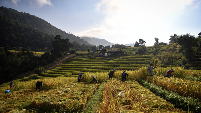 This photo taken on November 7, 2019 shows farmers harvesting rice in the village of Mae Rim in the northern Thai province of Chiang Mai. - Battling drought, debt and ailments blamed on pesticides, rice farmers in northern Thailand have turned to eco-friendly growing methods despite powerful agribusiness interests in a country that is one of the top exporters of the grain in the world. (Photo by Lillian SUWANRUMPHA / AFP) / TO GO WITH Thailand-agriculture-environment-economy-rice,FOCUS by Sophie DEVILLER and Anusak KONGLANG (Photo by LILLIAN SUWANRUMPHA/AFP via Getty Images)
