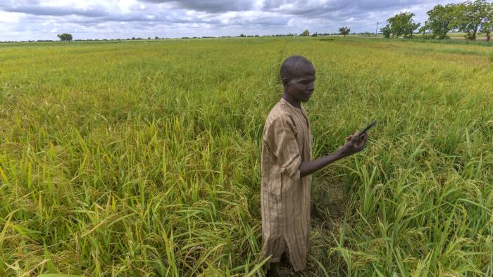 04 August, 2018. Anka, Zamfara state, Nigeria. A farmer in a rice farm in Anka, Zamfara, Nigeria. - images from Cellulant for an article on Agrikore