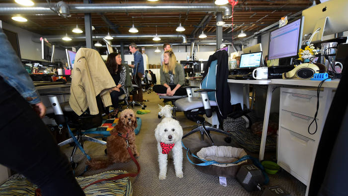 Dogs share the aisle with employees at DogVacay's offices in Santa Monica, California on March 21, 2016. FREDERIC J. BROWN/AFP/Getty Images