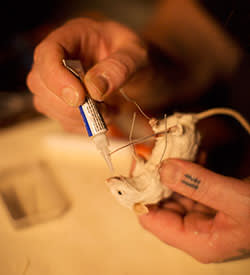 Taxidermy being performed on a mouse