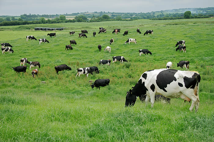 Friesian (Holstein) dairy cows grazing on lush green pasture, Ireland