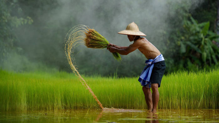 Mandatory Credit: Photo by Saravut Vanset/Solent News/Shutterstock (9641977a) Farmer working in a rice field Farmers woking in rice paddy fields, Thailand - Oct 2017 *Full story: https://www.rexfeatures.com/nanolink/u862 Farmers carrying bundles of dripping rice plants create a stunning waterfall of droplets as they walk. The farmers tie bunches of fresh rice to bamboo sticks which shower water drop as they are pulled out of the flooded paddy field. In one photo a farmer can be seen ripping the rice from the ground, flicking an arc of water into the air. Policeman and amateur photographer Saravut Whanset captured the amazing photos in his home town of Wanon Niwat, Thailand, close to the Mekong River. Saravut, 46, said he had travelled to this place many times but had never taken photos of it. He said: "It was an amazing moment for me, the sun was just setting and it created this golden aura around everything.