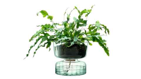 Canopy Self Watering Planter H22cm Clear/Part Optic