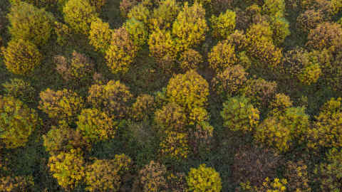 SEVENOAKS, ENGLAND - NOVEMBER 11: Trees display their Autumnal colours in forestry on November 11, 2019 near Sevenoaks, England. (Photo by Dan Kitwood/Getty Images)