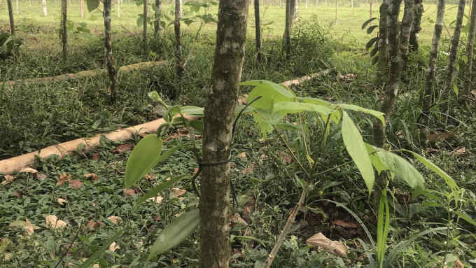 Vanilla plants - a form of orchid - grow among trees in what was once deforested pasture land in Guápiles, Costa Rica, January 8, 2020. Photos by FT journalist Jude Webber.