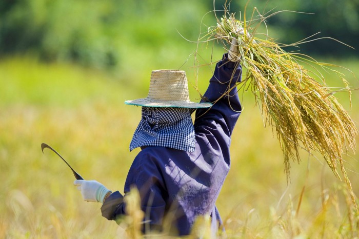 A woman harvests rice. The ILO expects workers in southern Asia and western Africa to be hit hardest by global warming