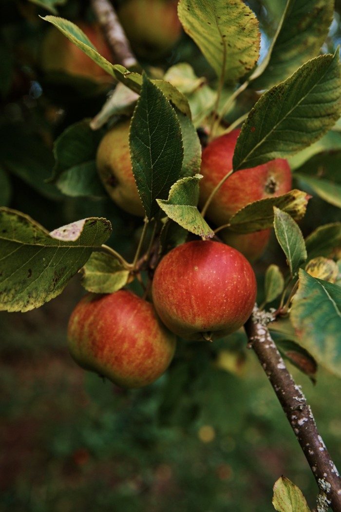 Dabinett apples growing at Two Orchards