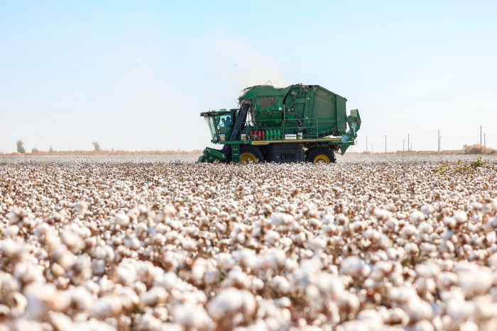 A cotton picker works in a field in Kuqa, Xinjiang