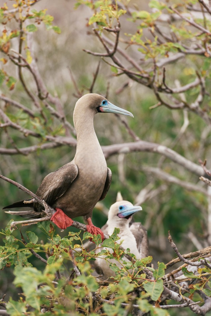 A red-footed booby in the Galápagos