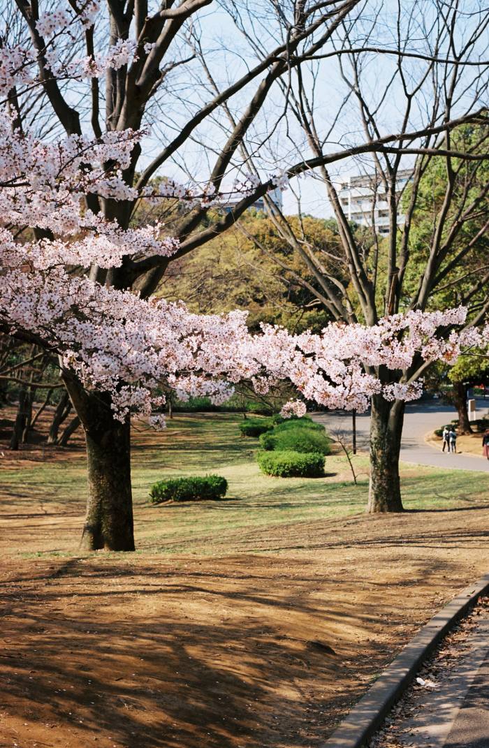 Yoyogi Park is usually one of Tokyo’s most popular hanami spots