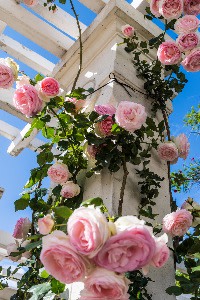 Pierre de Ronsard roses