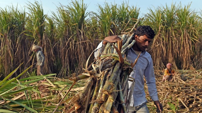 A farmer carries sugarcane in India