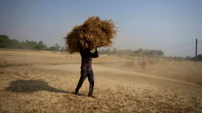 An Indian farmer carries some wheat on his shoulders 