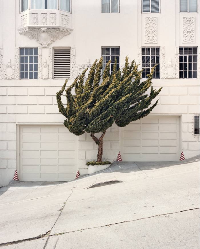 Untitled by Marc Alcock, from California Topiary
