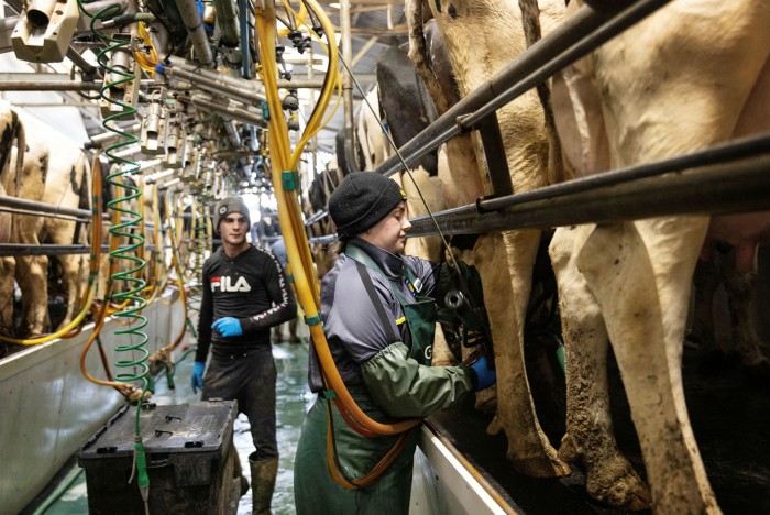 The udder way: workers attach milking clusters to cows on John Torrance’s farm in Essex, south-east England