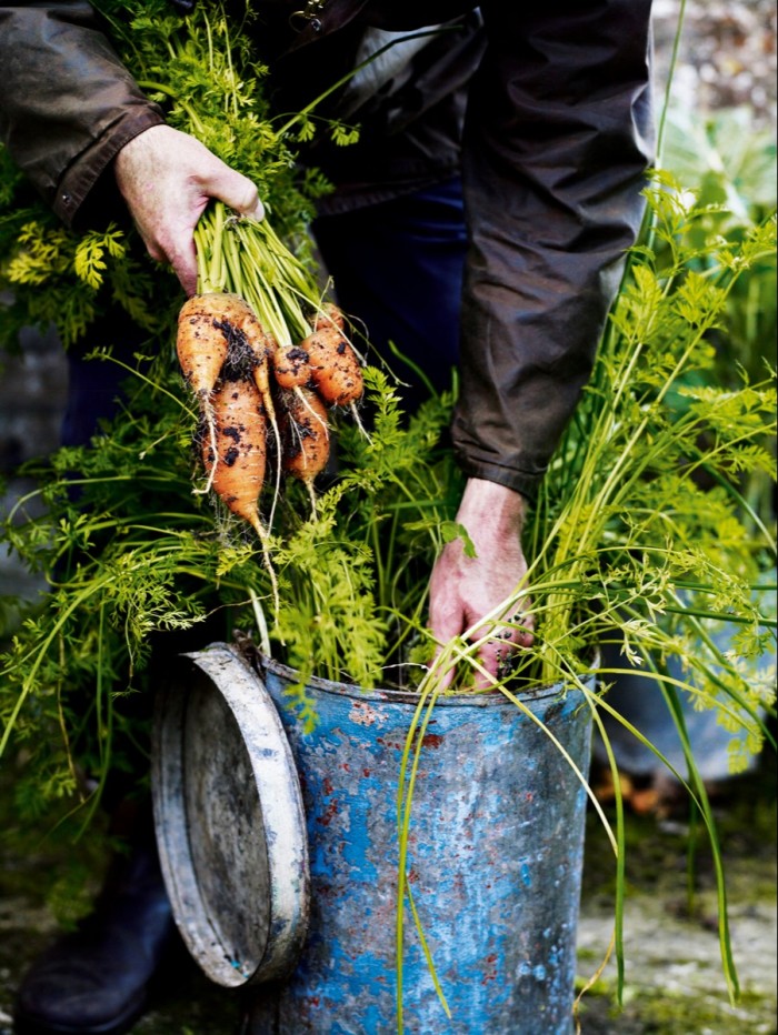 Digging up carrots at Sussex country house and garden Great Dixter