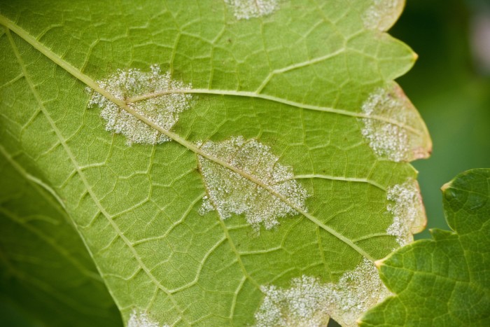 Downy mildew on a vine leaf
