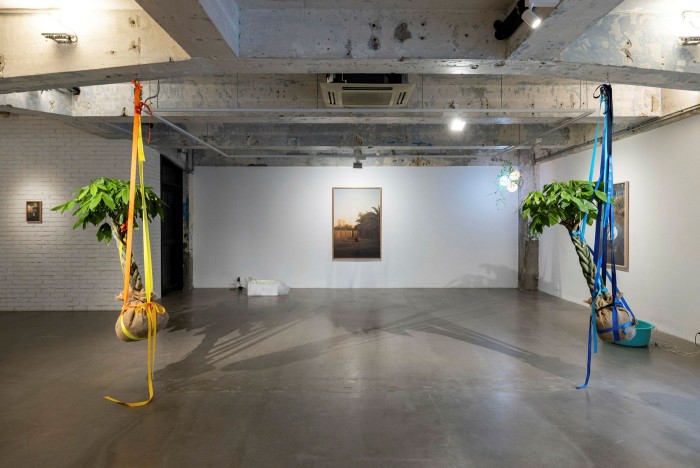 Two small trees are suspended from the concrete ceiling of a room in an art gallery