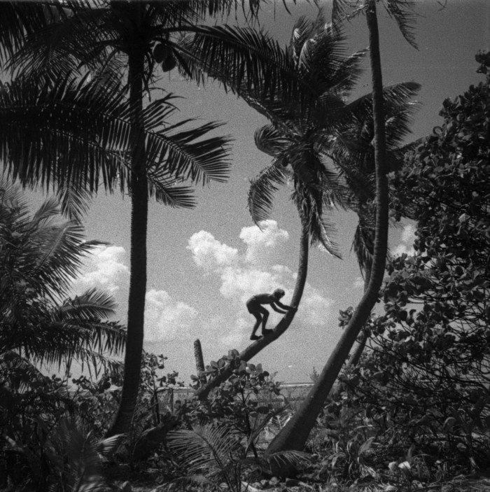 Heyerdahl climbs a coconut tree