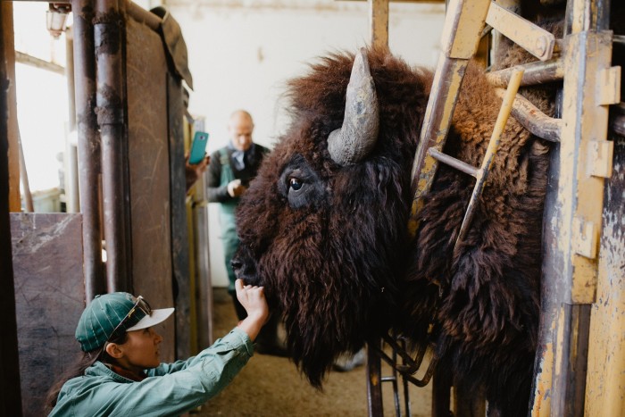 Madi Phillips gives a bison a health check-up during bison works