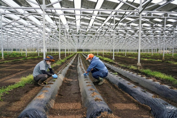 Workers on a site operated by Chiba Ecological Energy, a start-up that uses farmland to produce both crops and solar power 
