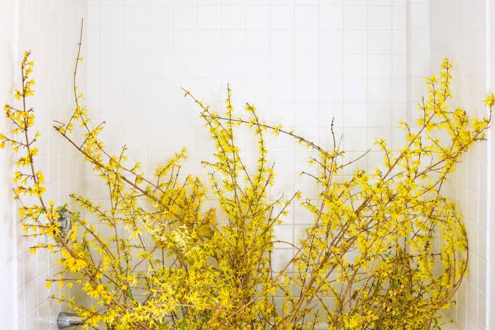 Forsythia (blooming) by Cig Harvey, from Blue Violet