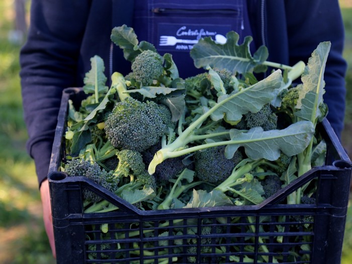 Broccoli grown as part of Cook the Farm