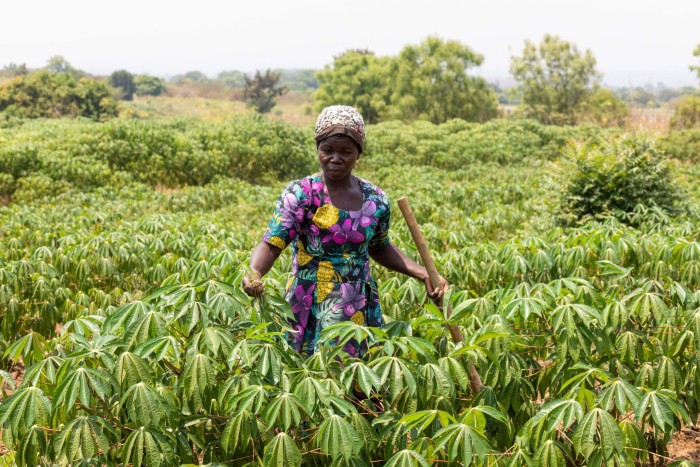 A Ugandan woman cultivates cassava