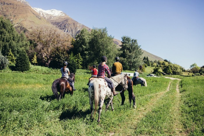 Horses canter along a track in Mahu Whenua, New Zealand