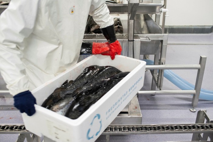 Once sorted, the salmon is boxed up ready for delivery to shops and restaurants within 24 hours’ drive