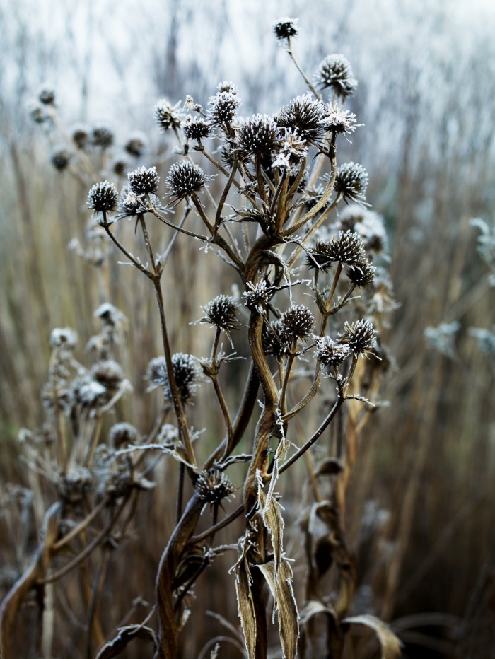 Frost-capped Eryngium eburneum in Dan Pearson’s Somerset garden, Hillside