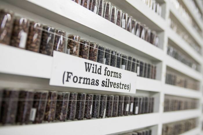 The Palmira gene bank stores 38,000 different types of bean. . . 