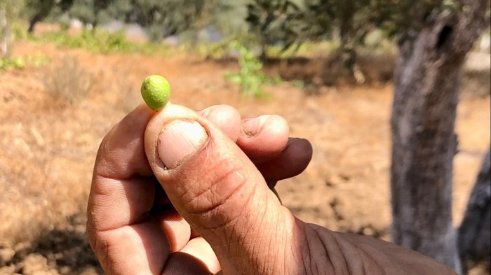 A farmer holds a shrivelled olive between finger and thumb