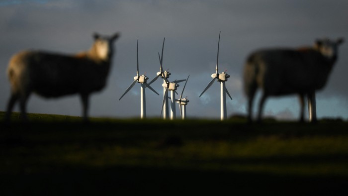 Sheep standing in front of wind turbines