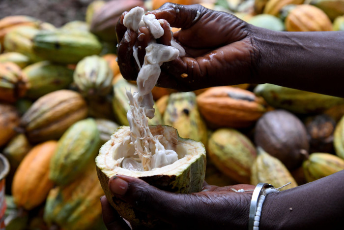 A woman member of an agricultural cooperative breaks open a cocoa pod