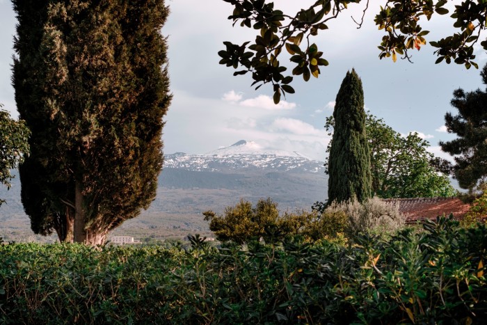 A view of Mount Etna in between cypress trees